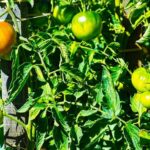 Shade-tolerant vegetables like spinach, lettuce, and kale are perfect for shade gardens