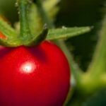 Raccoon in vegetable garden eating crops