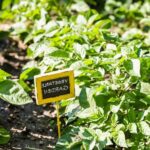 Thriving urban vegetable garden in the Philippines, showcasing sustainable practices and diverse crops