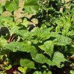 Raised bed vegetable gardening for beginners on pallets - step-by-step guide for small spaces