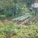 Plan your Colorado vegetable garden with our helpful calendar for optimal planting and harvesting times