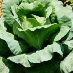 Vibrant Arizona summer vegetable garden with sun-loving crops and desert-friendly plants