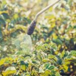 Organic Vegetable Gardening Ifas Beautiful organic vegetable garden with IFAS recommended methods for sustainable gardening