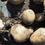 Best Vegetable Gardening Book for Beginners: Essential tips, techniques, and step-by-step guides for novice gardeners