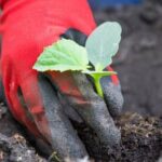 Learn about Florida vegetable gardening tips and resources from IFAS University Extension