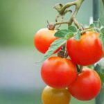 Japanese Vegetable Row Gardening Colorful Japanese Vegetable Row Garden showcasing traditional crops like daikon and gobo