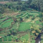 Stunning UK vegetable gardens bursting with natural beauty, perfect for a peaceful retreat