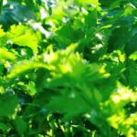 Unique Vegetable Gardening Tools and Kits: Perfect Gift Ideas for Green Thumbs