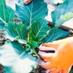 Step-by-Step Guide to Organic Vegetable Gardening by Shepherd Ogden