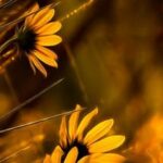 Vegetable gardening by season: planning, planting, and harvesting for a bountiful harvest year-round