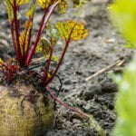 Nutrient-rich bone meal enhances vegetable garden soil for robust plant growth and harvest