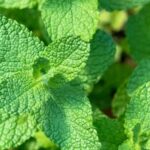 Is Cypress Mulch Good for Vegetable Gardens Benefits of Cypress Mulch for Vegetable Gardens: A Natural Weed Repellent and Moisture Retainer