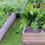 Winter Vegetable Gardening in South Africa: How to Grow Cabbage, Carrots, and Turnips Successfully