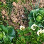 Container Gardening Vegetables for Dummies Container Gardening Vegetables for Dummies: How to Grow Fresh Produce in Small Spaces