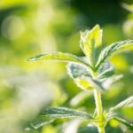 Community of Central Texas Vegetable Gardeners sharing tips, success, and challenges