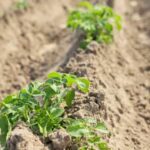 Zone 6 Vegetable Gardening Preparing Soil for Spring Planting Zone 6 vegetable gardening: preparing soil for spring planting with ZONE 6 VEGETABLE GARDENING PREPARING SOIL FOR SPRING PLANTING