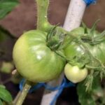 Fall and Winter Vegetable Gardening: Prep, Plant, and Protect for Seasonal Bounty