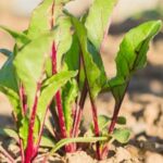 Raised vegetable gardens UK: Urban gardening solution for small spaces and improved plant growth