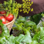 University of Arkansas Greenhouse Vegetable Gardening: A bountiful and sustainable campus expansion project