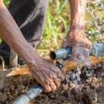 Abundant rows of vegetables and vibrant flora in large vegetable garden - a scenic view