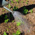 Using Wood Ashes as Soil Amendment for Vegetable Gardens: Pros and Cons