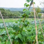 OCW USU University Extension: Explore Vegetable Gardening and Lawn Care Index