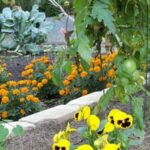 Abundant fall harvest in Texas vegetable gardens