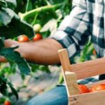 lush spring vegetable garden with vibrant colors and healthy produce