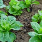 Rural Alabama country vegetable gardens in the USA showcasing organic produce and traditional farming
