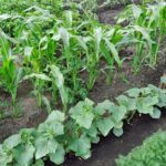 Colorful assortment of veggies thriving in raised bed garden, including tomato, lettuce, and bell peppers
