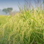 What Vegetables Were Grown in Victory Gardens: A Diverse Array of Crops Nourished the WWII Effort