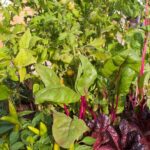 Vegetable gardening container for healthy homegrown produce