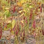 Maximizing Yield: Vegetable Planter Gardening Tips