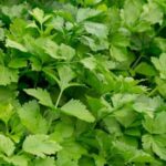 Efficient irrigation systems for vegetable gardens: promoting healthy growth and conserving water