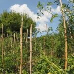 Safe for vegetable gardens: AC2 treated wood is a suitable choice for plant beds