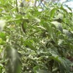 Balcony vegetable gardening: Utilizing limited space to grow fresh produce in pots and planters