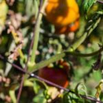 Organic insect spray for vegetable gardens: safe, effective pest control for homegrown produce