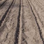 Year Round Vegetable Gardener Niki Jabbour - Expert Tips for All Seasons