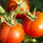 Companion flowers for vegetable gardens: FLOWERS THAT ARE GOOD IN VEGETABLE GARDENS