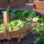 Natural pest control with Neem Oil for vegetable gardens: Safe, effective, and organic solution