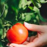 Is Weed and Feed Safe for Vegetable Gardens Using Organic Weed and Feed for Vegetable Gardens: Safety Guide