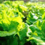 Is Rubber Mulch Safe for Vegetable Gardens Using rubber mulch in vegetable gardens: safety tips and alternatives to consider