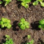 Best fertilizers for vegetable gardens: organic compost, fish emulsion, and seaweed extract for healthy, thriving plants
