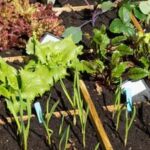 Vibrant and sustainable inner city vegetable gardens thriving in urban landscapes