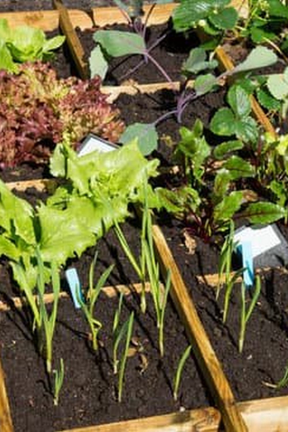 Vibrant and sustainable inner city vegetable gardens thriving in urban landscapes