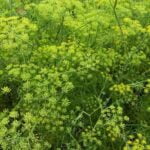 Top choice for indoor vegetable container gardening: compact, reliable, and high-yielding