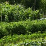 Expert Gardener Potting Mix Safe for Vegetables Expert Gardener Potting Mix: Safe for Vegetables