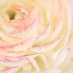 South Florida vegetable gardening: vibrant crops in the lush, tropical climate