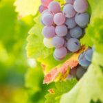 Tips for Successful Cold Climate Vegetable Gardening: Planting, Season Extension, and Frost Protection