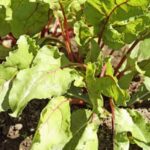 Rosemary: Beneficial for Vegetable Gardens